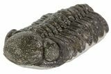 Austerops Trilobite Fossil - Rock Removed #67007-3